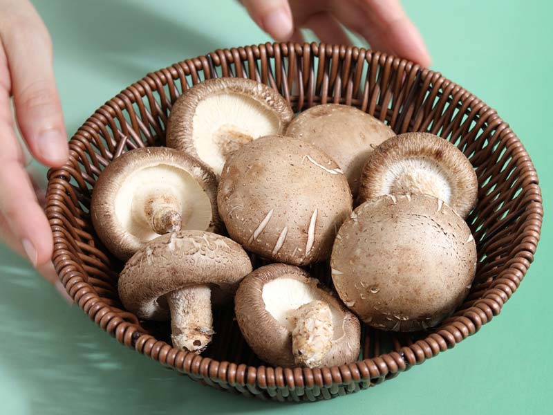 Fruit And Vegetable Cold Air Drying Machine For Mushroom