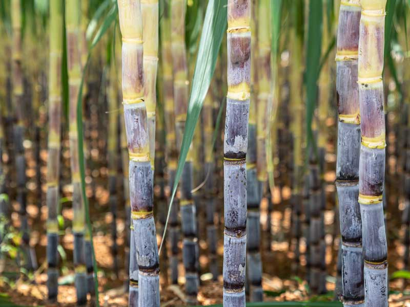 Spremitore di canna da zucchero per piantagioni di canna da zucchero