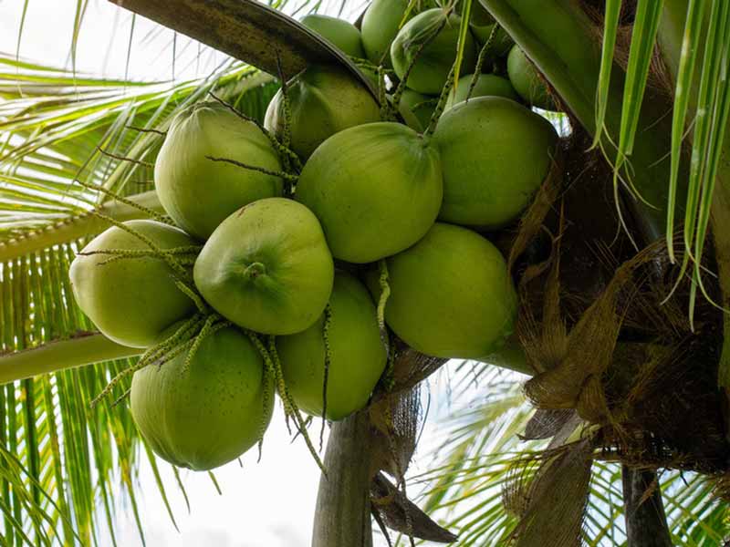 Macchina per sbucciare il cocco per l'albero di cocco