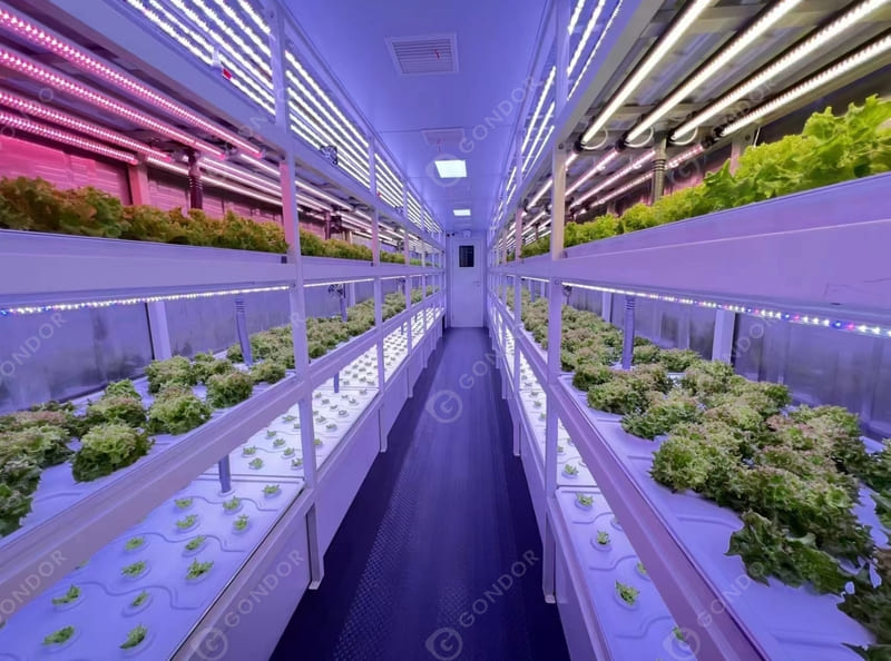 Interior of a hydroponic vegetable container
