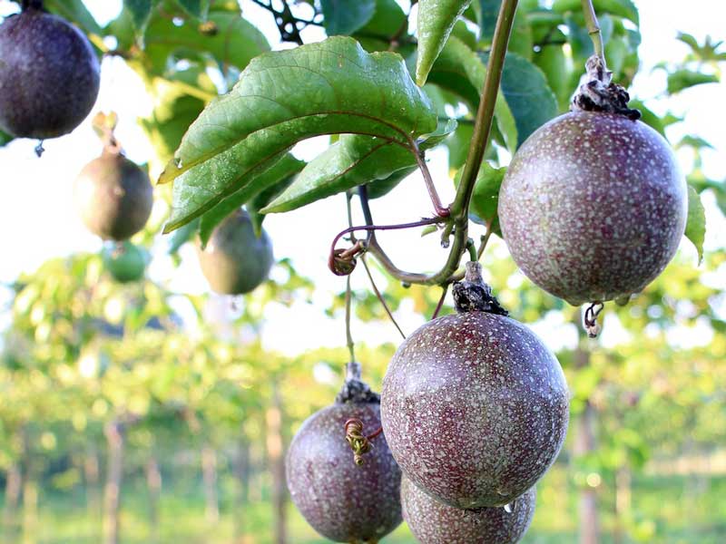 Spremiagrumi del frutto della passione per il frutteto del frutto della passione
