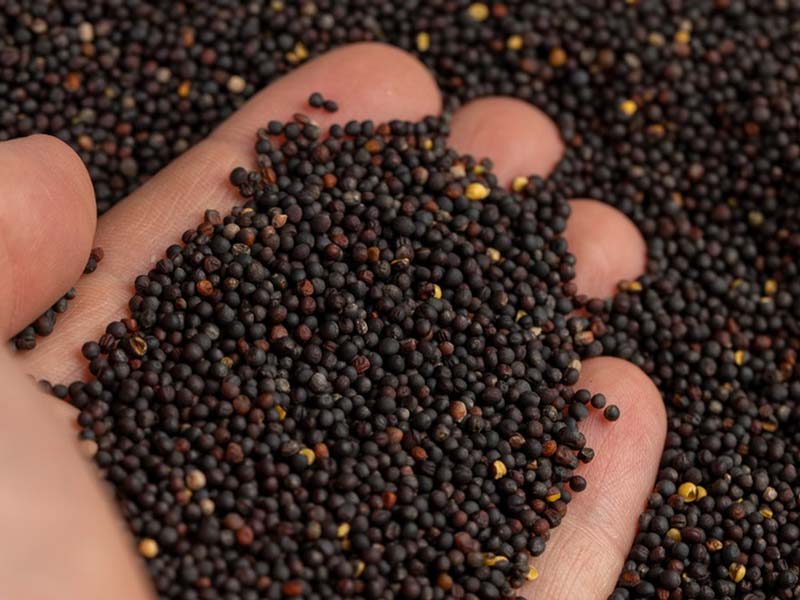 Pressa per olio a vite per semi di alta qualità