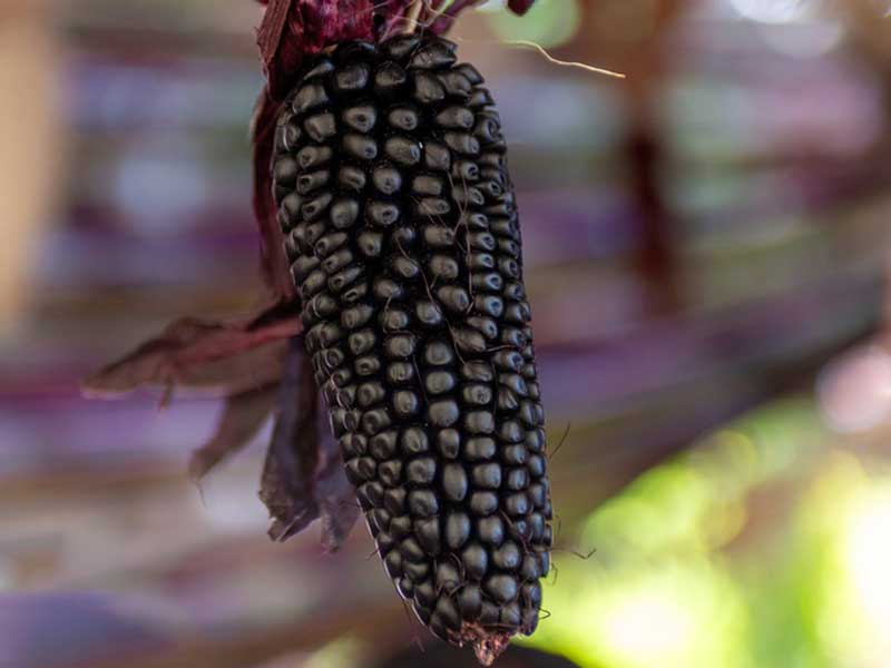 Frozen Corn Cutting Machine For Black Corn