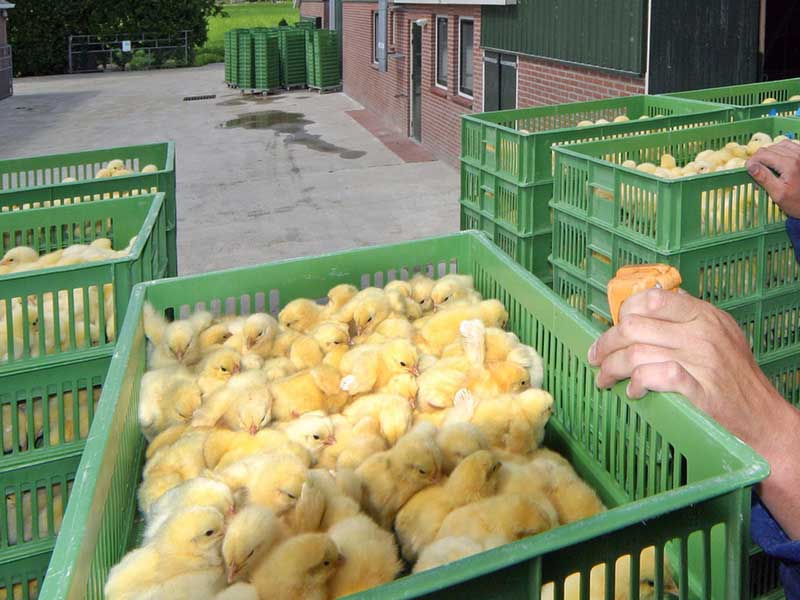 Lavatrice industriale a cassa per pollame