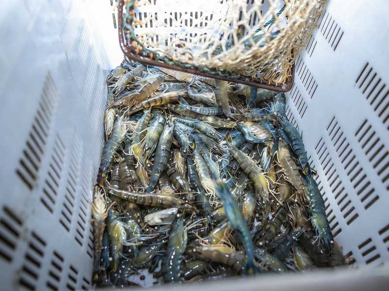 Lavatrice industriale per frutti di mare