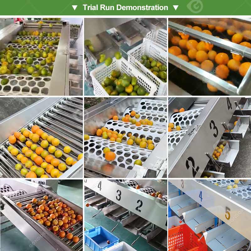 Selezionatrice per frutta a tamburo