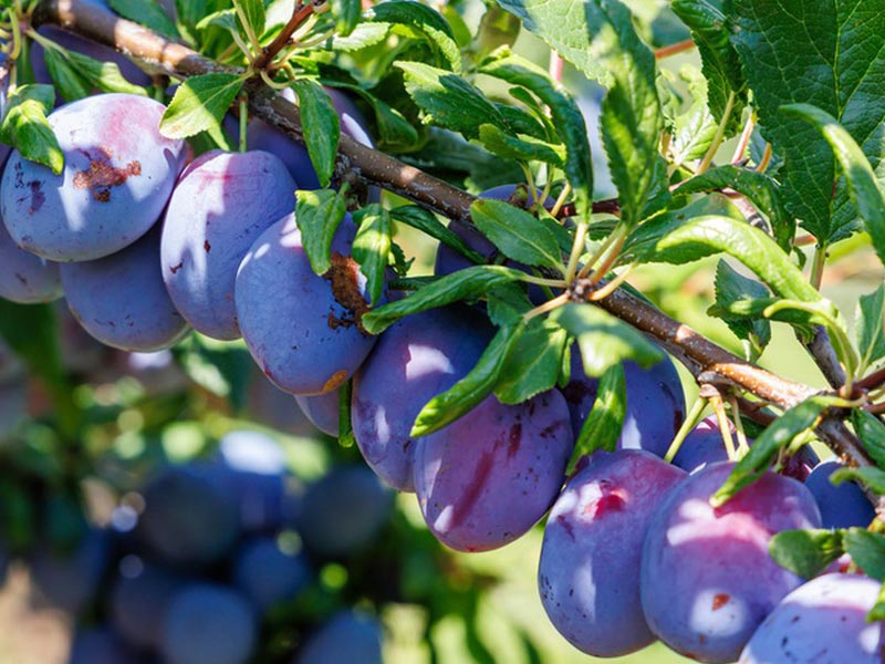 Selezionatrice per frutta a tamburo per prugne