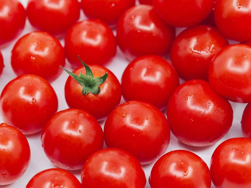 Fresh Tomatoes
