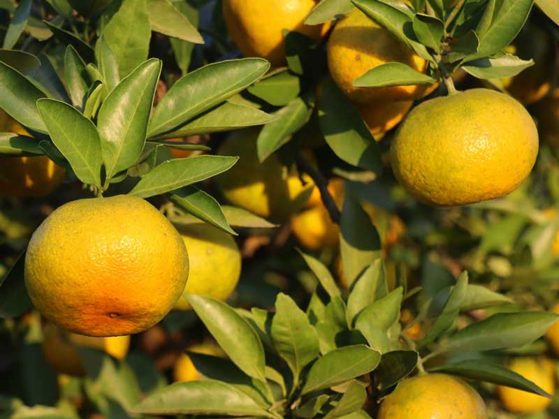 Selezionatrice a peso di frutta per arance