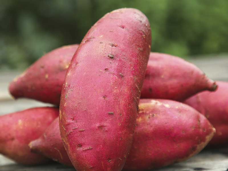 Selezionatrice del peso della frutta per patate dolci