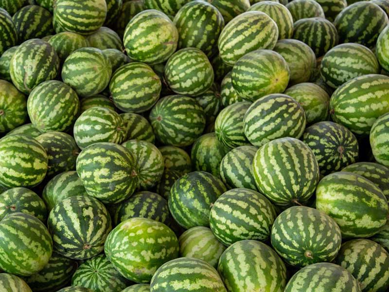 Selezionatrice del peso della frutta per l'anguria