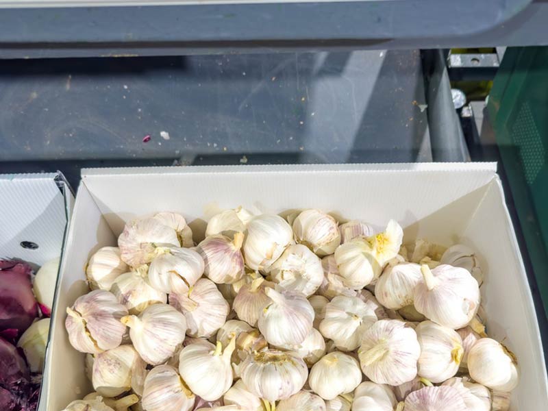 Garlic Peeling Machine For Vegetable Supplier