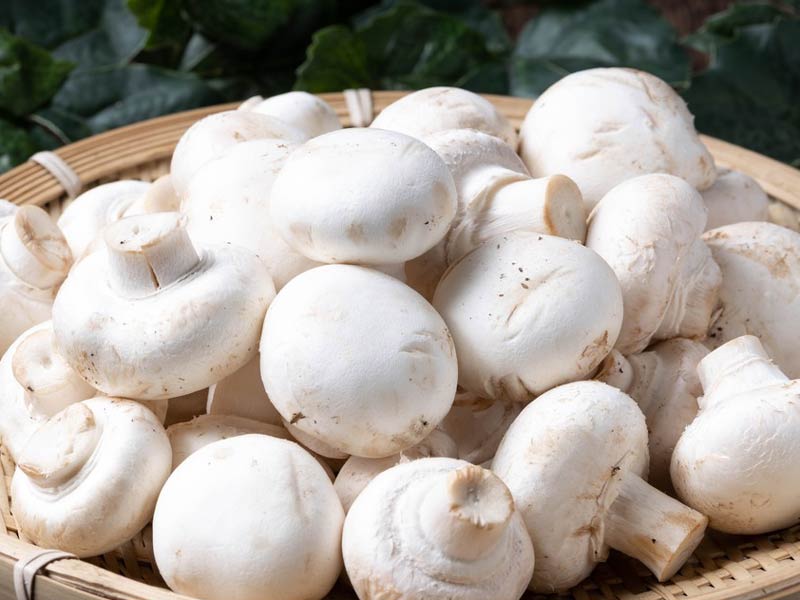 Funghi