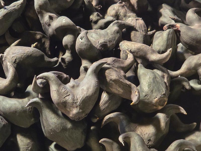 Selezionatrice orbitale per frutta per acqua Caltrop