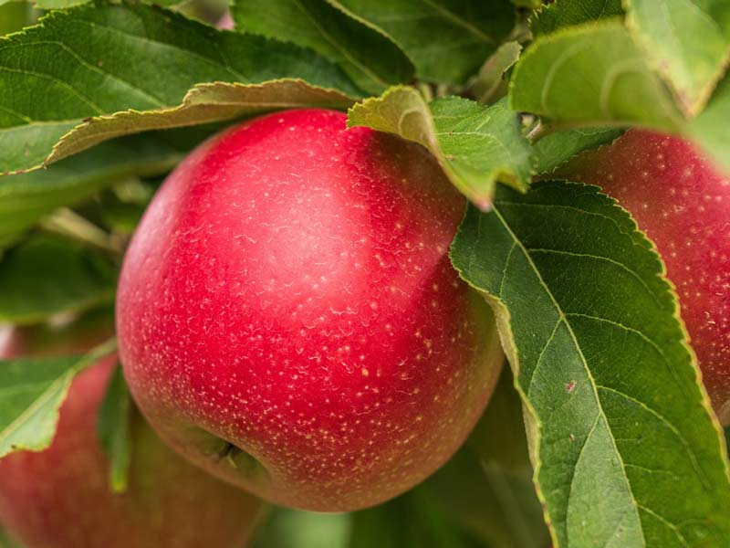 Pillow Packaging Machine for Apples