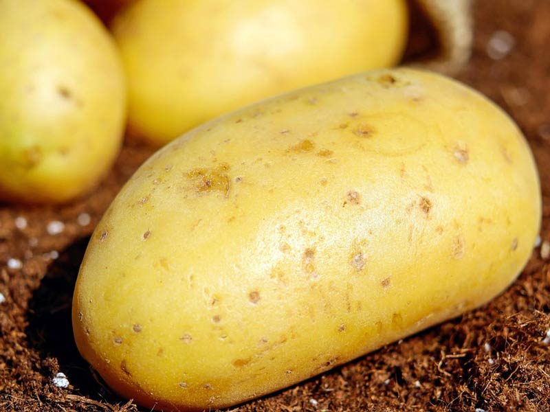 Patate