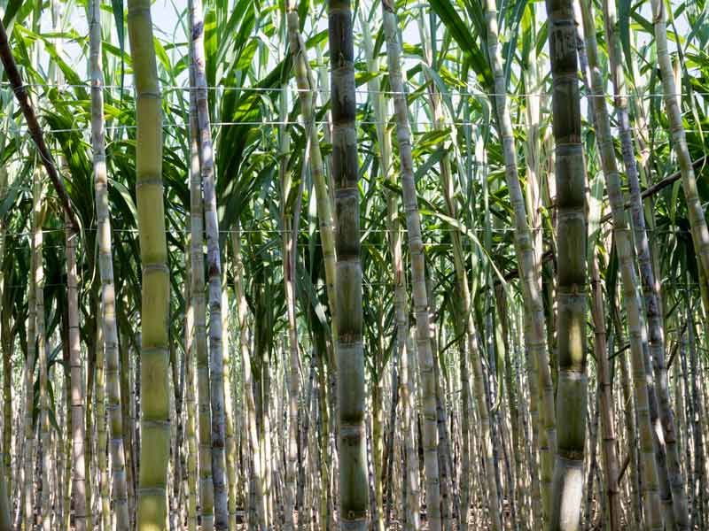 Piantagione di canna da zucchero