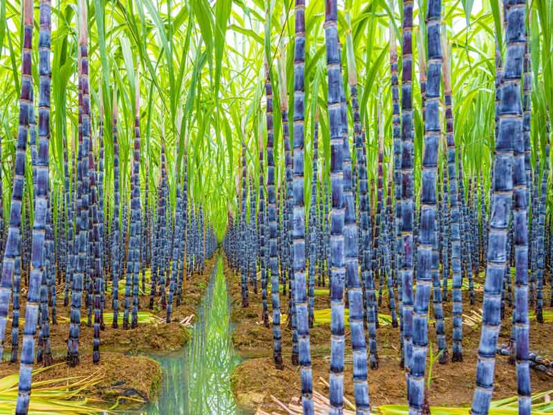 Sugarcane Plantation1