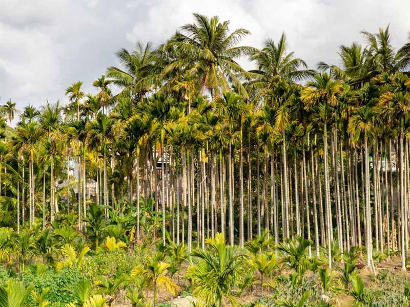 Macchina per pelare la buccia di cocco per la foresta di palme