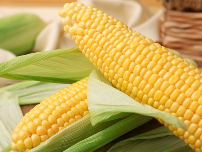 Corn Grinder Machine for Corn