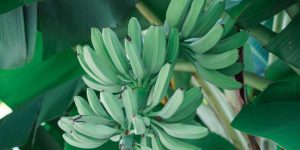 Éplucheur de banane verte