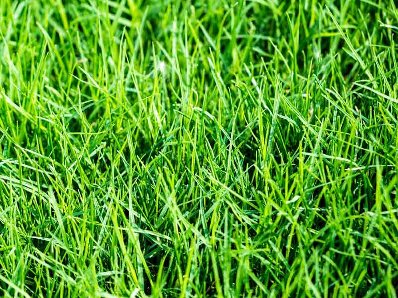 Sistema idroponico di foraggio per orzo per foraggio