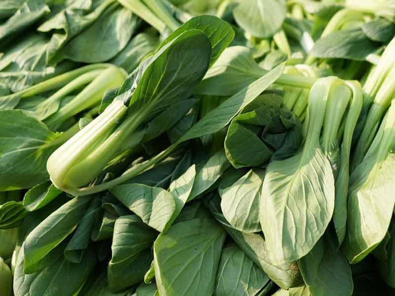 Sistema idroponico di foraggio d'orzo per verdure verdi