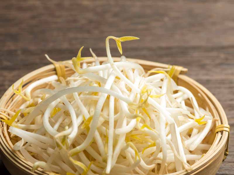 Sistema di foraggio idroponico per orzo per germogli di fagioli mung
