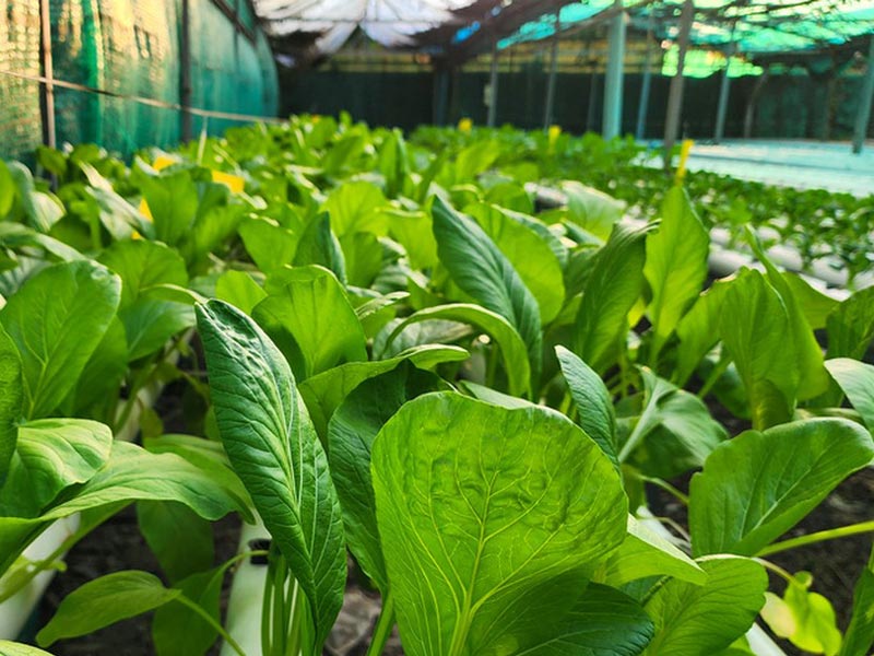Contenitore per la coltivazione di funghi per verdure verdi