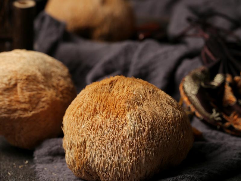 Contenitore per la coltivazione di funghi Hericium Erinaceus