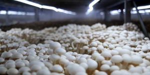 Conteneurs de culture de champignons