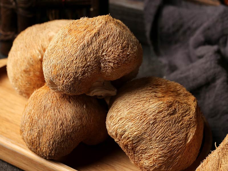 Conteneurs de culture de champignons pour Hericium Erinaceus
