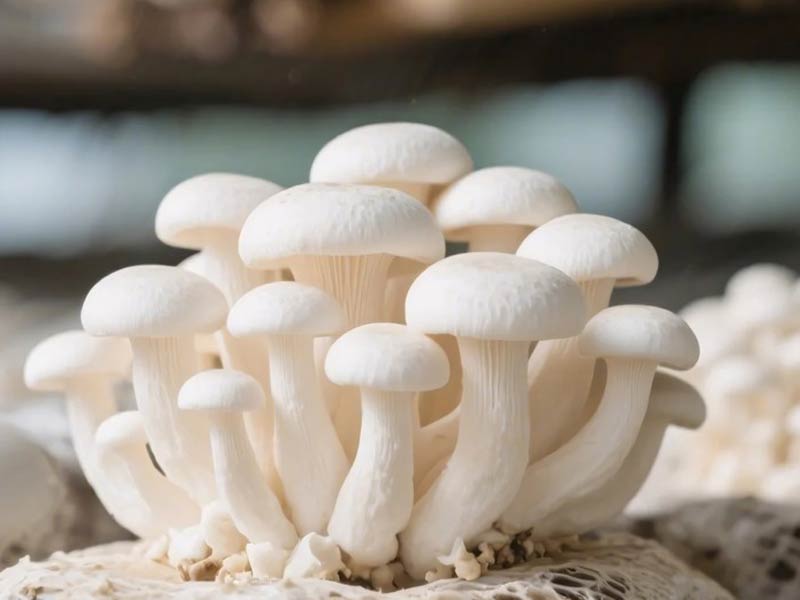 Champignon