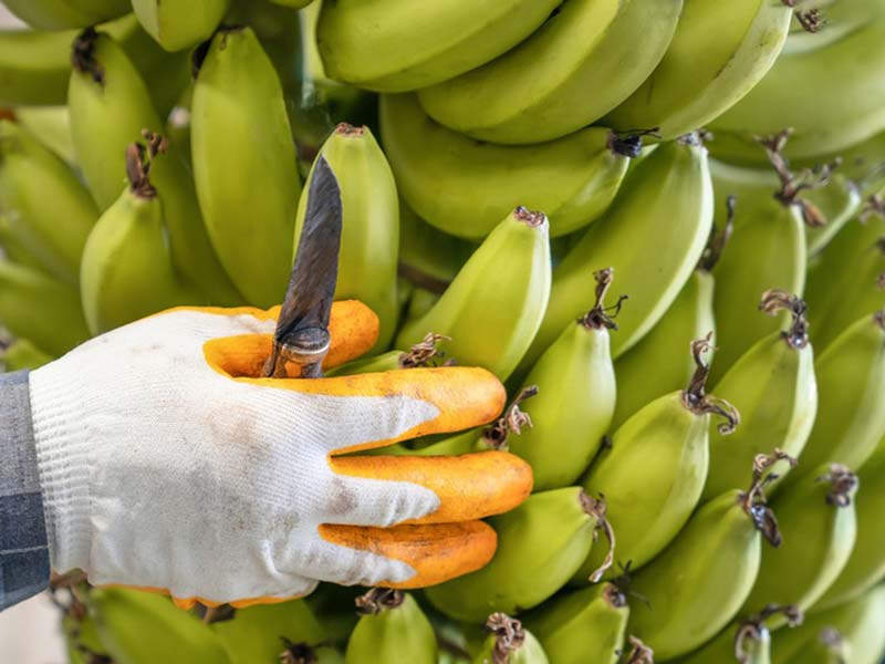 Peler les peaux de bananes vertes à la main