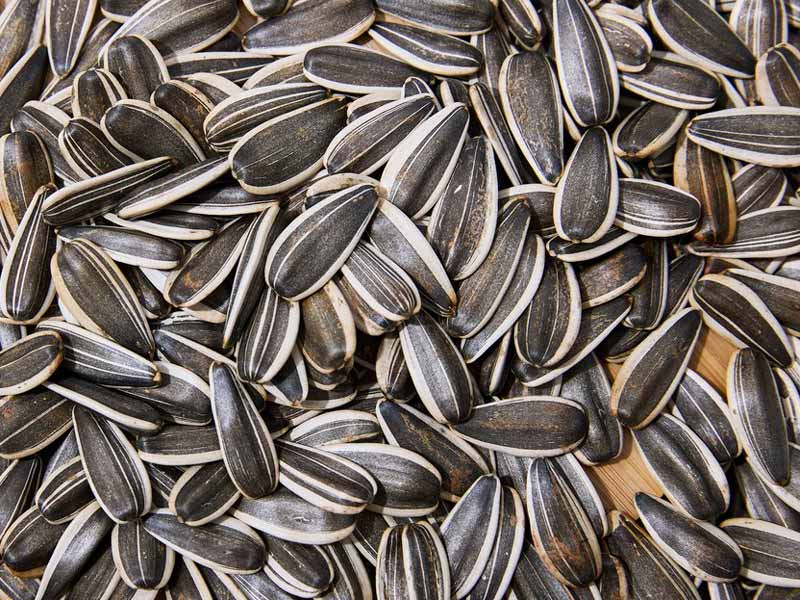 Pressa a vite per l'estrazione dell'olio dai semi di girasole