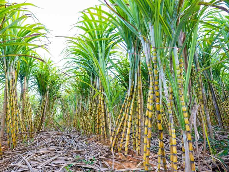 Piantagione di canna da zucchero