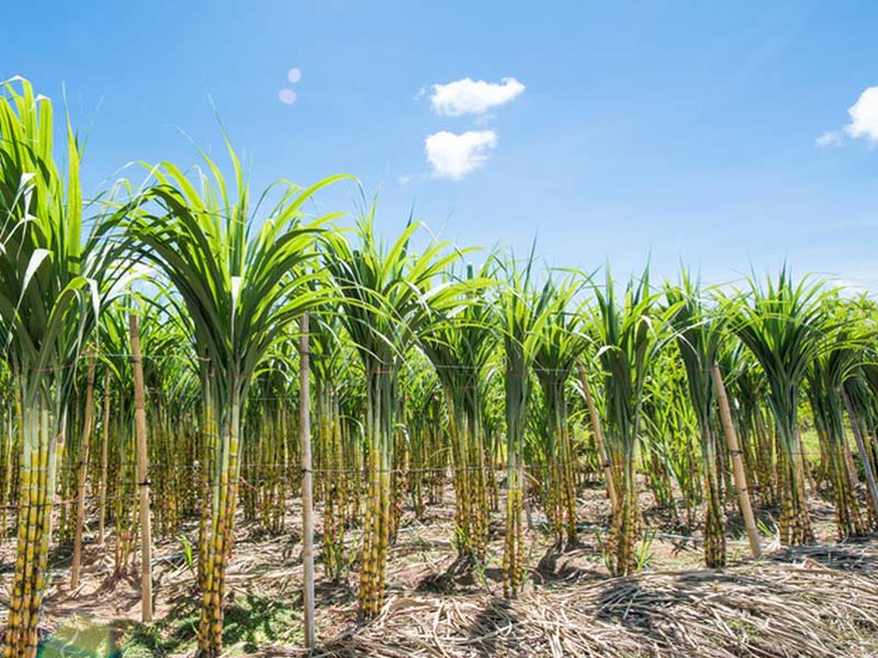Pressa per canna da zucchero per foreste di canna da zucchero