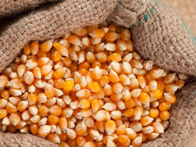 Corn Kernels Packaging