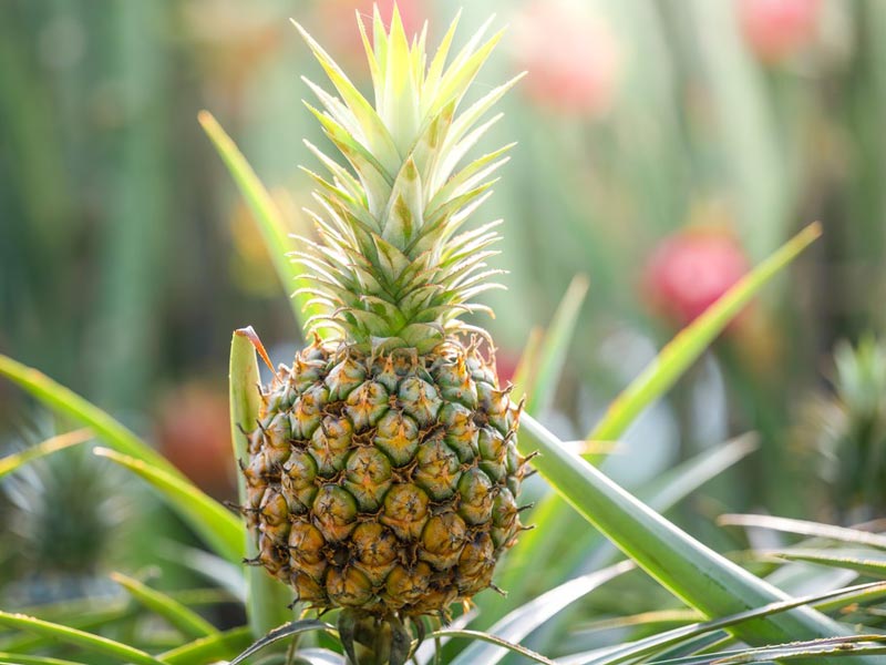 Pelapatate per ananas