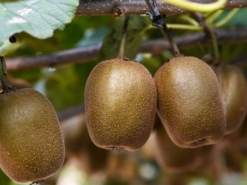 Fruit Peeling Machine for Kiwi Fruit