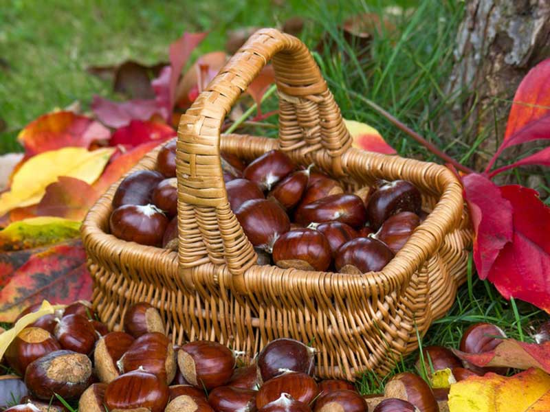 Nut Roaster Machine for Chestnut
