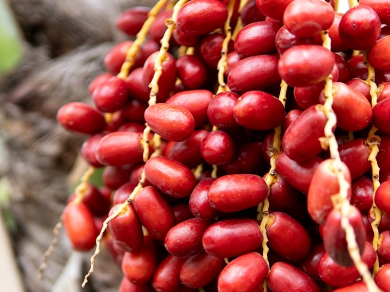 Dates