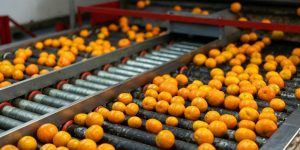 Scena di cernita della frutta