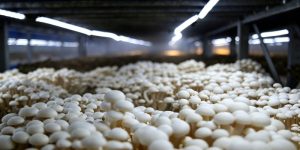 Funghi che crescono in contenitori
